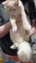 Lost Male Cat last seen Cloister street Lebanon pa, Lebanon, PA 17042