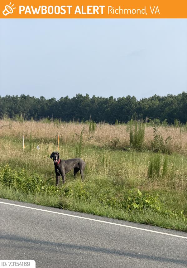 Found/Stray Unknown Dog last seen In the field across from the airport, Richmond, VA 23234