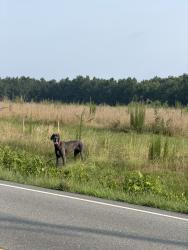 Found/Stray Unknown Dog last seen In the field across from the airport, Richmond, VA 23234