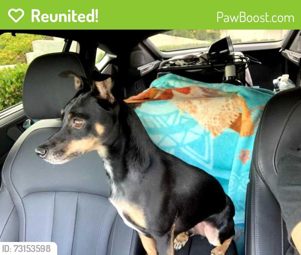 Reunited Male Dog last seen Ruby Falls, Chattanooga, TN 37409