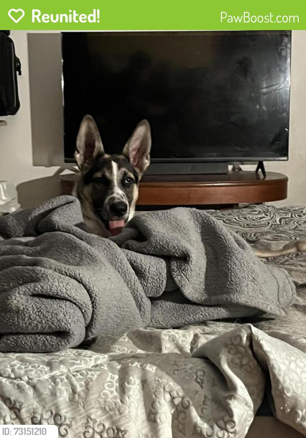 Reunited Female Dog last seen Park street, Clearwater, FL 33755