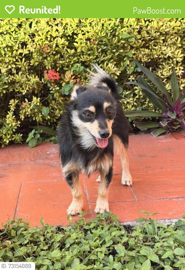 Reunited Male Dog last seen Villa flora at Boca pointe, Boca Raton, FL 33433