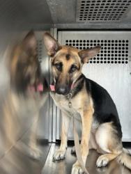 Shelter Stray Female Dog last seen Near Boca Raton Blvd, East District, TX, 355 Hillshire Dr, Haslet, TX 76052, USA