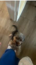 Reunited Male Dog last seen Hesperian blvd, San Lorenzo, CA 94580