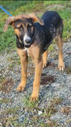 Shelter Stray Female Dog last seen Near RIGGINS BRIDGE RD LIBERTY, SC 29657, PICKENS COUNTY, SC, 193 County Farm Rd, Pickens, SC 29671, USA