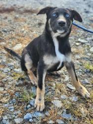 Shelter Stray Male Dog last seen Near RIGGINS BRIDGE RD LIBERTY, SC 29657, PICKENS COUNTY, SC, 193 County Farm Rd, Pickens, SC 29671, USA