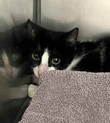 Shelter Stray Female Cat last seen South St & S 15th St, Noblesville City, IN, 10501 Hague Rd, Fishers, IN 46038, USA