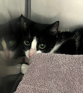 Shelter Stray Female Cat last seen South St & S 15th St, Noblesville City, IN, 10501 Hague Rd, Fishers, IN 46038, USA
