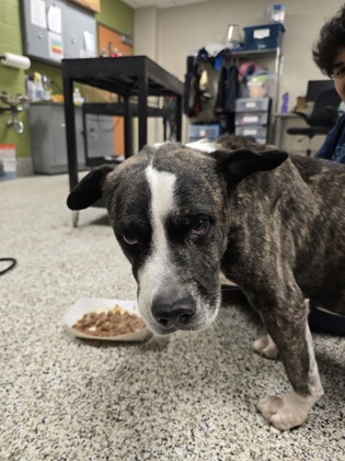 Shelter Stray Male Dog last seen Alexandria, VA, 22315, Grange Ln / Lake Village Dr, Fairfax County, VA, 4500 West Ox Rd, Fairfax, VA 22030, USA