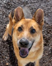 Shelter Stray Female Dog last seen Near Panola Road Lithonia, 30038,, 30038, GA, 3280 Chamblee Dunwoody Rd, Chamblee, GA 30341, USA