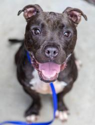 Shelter Stray Male Dog last seen Near Miller Road, 30035, GA, 3280 Chamblee Dunwoody Rd, Chamblee, GA 30341, USA