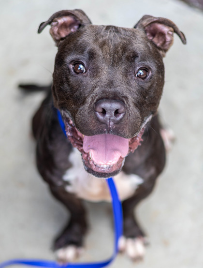 Shelter Stray Male Dog last seen Near Miller Road, 30035, GA, 3280 Chamblee Dunwoody Rd, Chamblee, GA 30341, USA