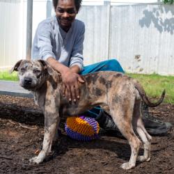 Shelter Stray Female Dog last seen , , GA, 3280 Chamblee Dunwoody Rd, Chamblee, GA 30341, USA