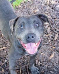Shelter Stray Male Dog last seen , 30058, GA, 3280 Chamblee Dunwoody Rd, Chamblee, GA 30341, USA