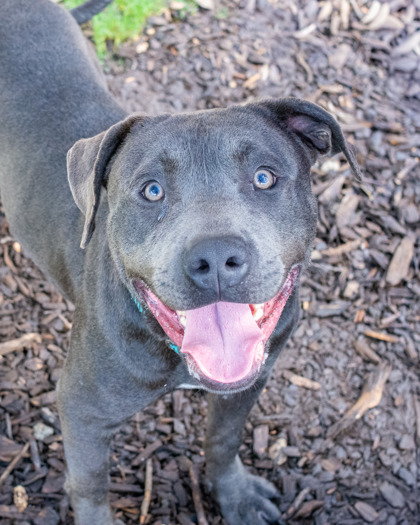 Shelter Stray Male Dog last seen , 30058, GA, 3280 Chamblee Dunwoody Rd, Chamblee, GA 30341, USA