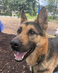 Shelter Stray Male Dog last seen , 30088, GA, 3280 Chamblee Dunwoody Rd, Chamblee, GA 30341, USA