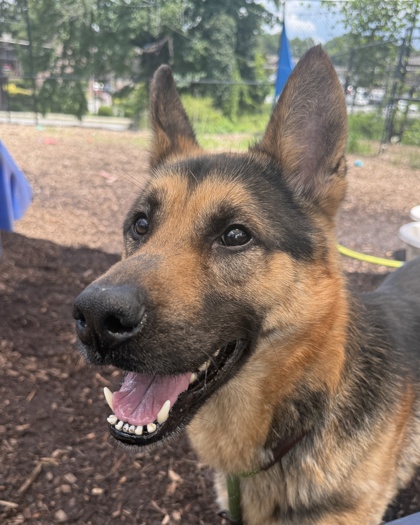 Shelter Stray Male Dog last seen , 30088, GA, 3280 Chamblee Dunwoody Rd, Chamblee, GA 30341, USA