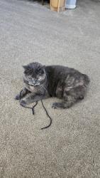 Reunited Female Cat last seen Picadilly and Hampden, Aurora, CO 80013