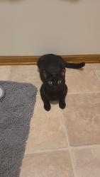 Lost Male Cat last seen Near Clark St, Wilmington, OH 45177