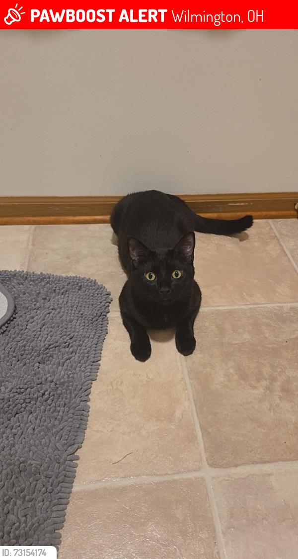 Lost Male Cat last seen Near Clark St, Wilmington, OH 45177