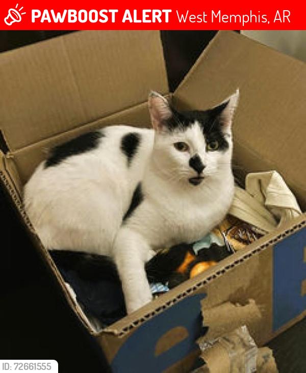 Lost Male Cat last seen West Bond Ave, West Oliver Ave, West Memphis, AR 72301