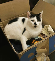 Lost Male Cat last seen West Bond Ave, West Oliver Ave, West Memphis, AR 72301