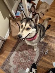 Found/Stray Female Dog last seen Near E Arizona ave, Denver, CO 80246