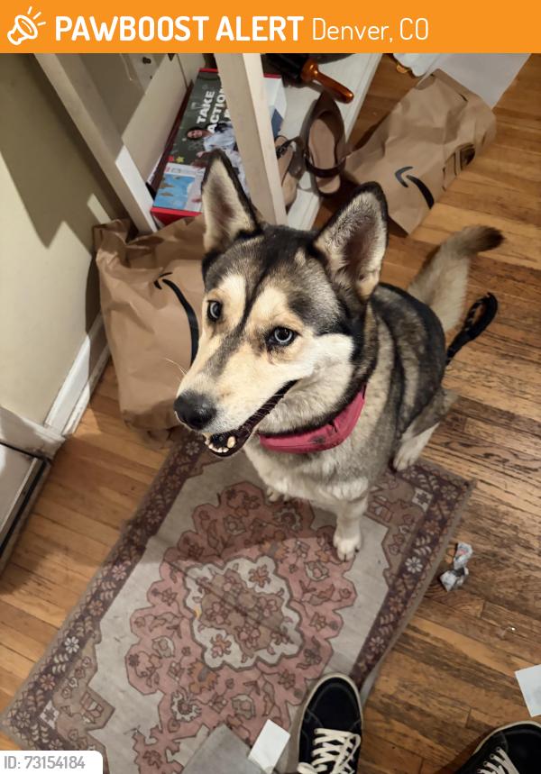 Found/Stray Female Dog last seen Near E Arizona ave, Denver, CO 80246