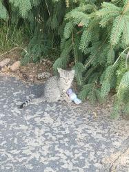 Reunited Male Cat last seen 14th avenue, Craigs way, Hudsonville, MI 49426