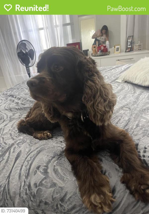 Reunited Male Dog last seen Pembroke Pines, FL, USA, Pembroke Pines, FL 33025