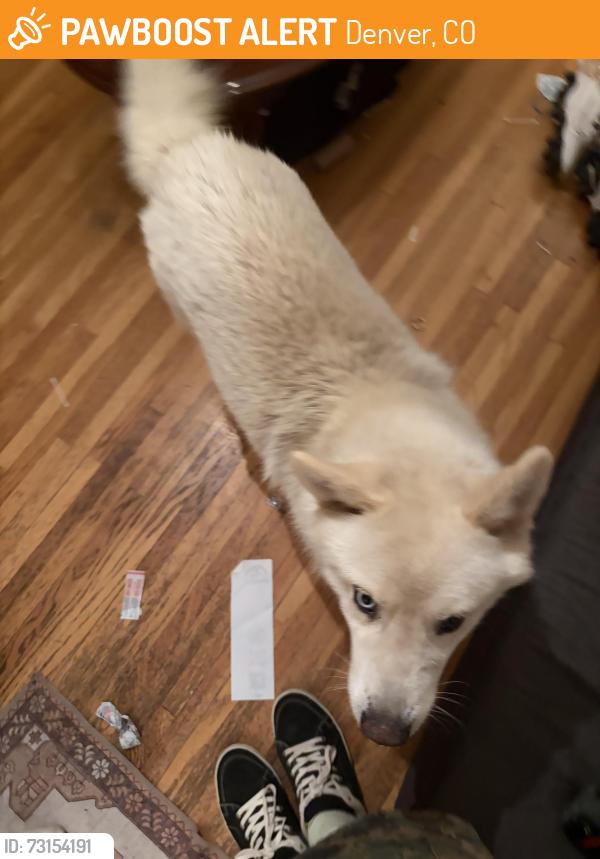 Found/Stray Male Dog last seen Near E arizona Ave, Denver, CO 80246