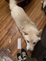 Found/Stray Male Dog last seen Near E arizona Ave, Denver, CO 80246