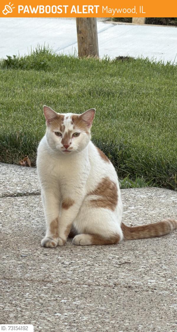 Found/Stray Male Cat last seen 16th and Saint Charles, Maywood, IL 60153