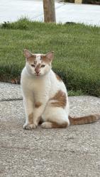 Found/Stray Male Cat last seen 16th and Saint Charles, Maywood, IL 60153