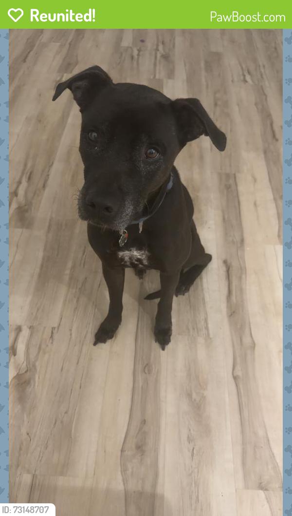 Reunited Male Dog last seen Near sw 45th ter west park fl 33023, West Park, FL 33023