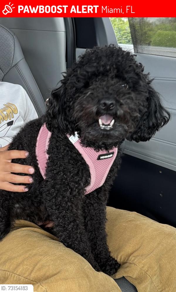 Lost Female Dog last seen SW 102 Ave, SW 107 Ave, SW 112 Street, Saint John Neumann Church, Miami, FL 33176