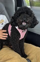 Lost Female Dog last seen SW 102 Ave, SW 107 Ave, SW 112 Street, Saint John Neumann Church, Miami, FL 33176