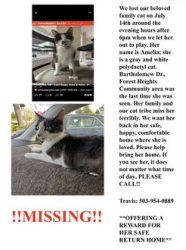 Lost Female Cat last seen Bartholomew dr, Portland, OR 97229