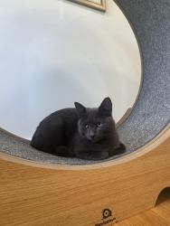 Reunited Male Cat last seen Heartland park, Nashville, TN 37214