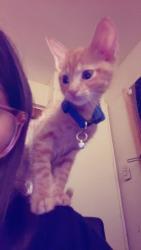 Reunited Male Cat last seen Near Zuni Rd SE, Albuquerque, NM 87108, Albuquerque, NM 87108