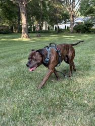 Found/Stray Male Dog last seen 146th street Noblesville, Noblesville, IN 46038