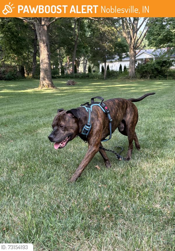 Found/Stray Male Dog last seen 146th street Noblesville, Noblesville, IN 46038