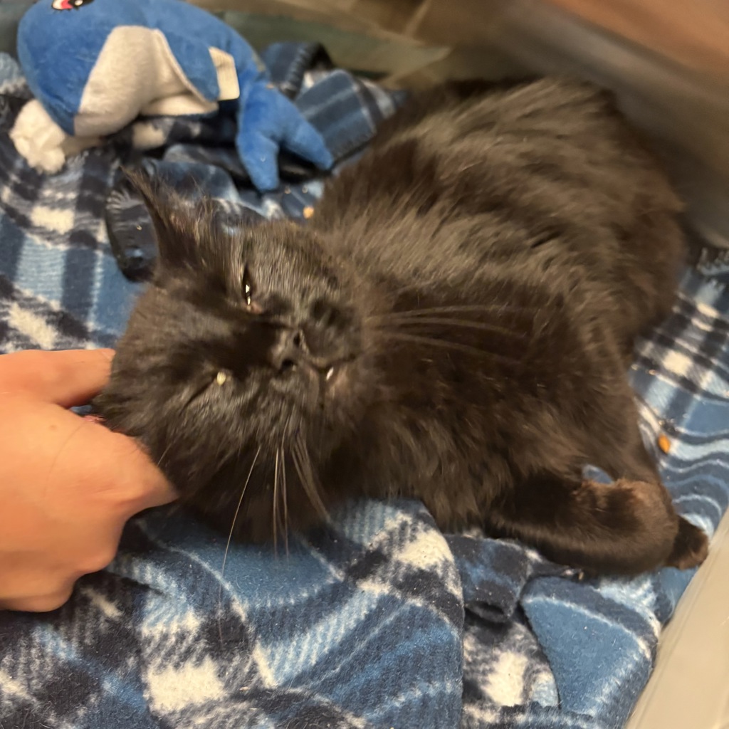 Shelter Stray Male Cat last seen Near Atlantic Avenue, RALEIGH, NC, 27604, 820 Beacon Lake Dr, Raleigh, NC 27610, USA