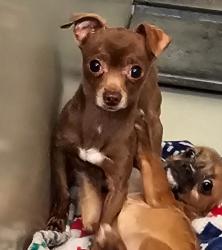 Shelter Stray Male Dog last seen found near the Walmart parking lot in Wake Forest nc off Main street., WAKE FOREST, NC, 27587, 820 Beacon Lake Dr, Raleigh, NC 27610, USA
