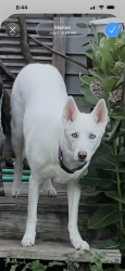 Lost Female Dog last seen 10th ST and 10th AVE, Marion, IA 52302