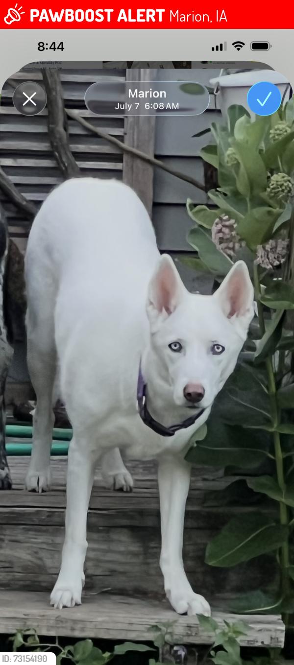 Lost Female Dog last seen 10th ST and 10th AVE, Marion, IA 52302