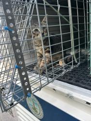 Shelter Stray Unknown Cat last seen Near Gainsborough Road, VIRGINIA BEACH, VA, 23462, 341 S Birdneck Rd, Virginia Beach, VA 23451, USA