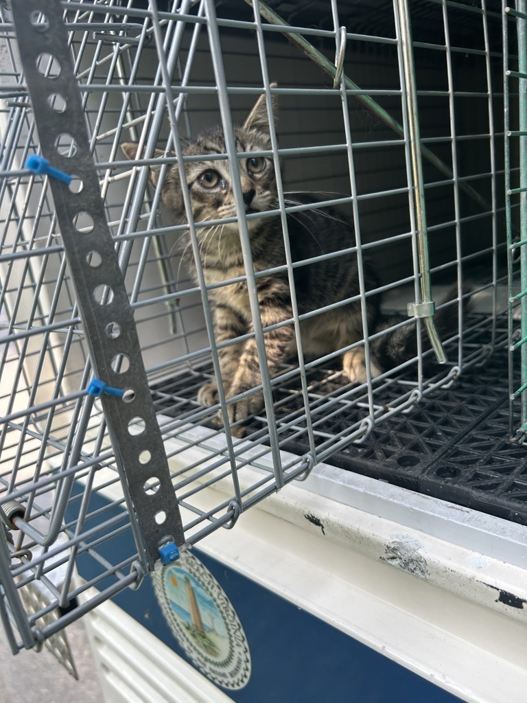 Shelter Stray Unknown Cat last seen Near Gainsborough Road, VIRGINIA BEACH, VA, 23462, 341 S Birdneck Rd, Virginia Beach, VA 23451, USA