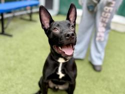 Shelter Stray Male Dog last seen E 161st Street, BRONX, NY, 10452, 326 E 110th St, New York, NY 10029, USA