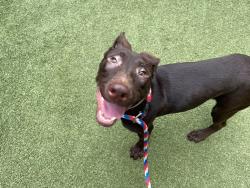 Shelter Stray Female Dog last seen Near Street, NEW YORK, NY, 10029, 326 E 110th St, New York, NY 10029, USA